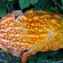 여주-1059 이미지