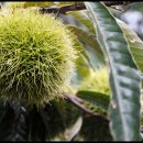 기민농장 이미지