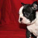 디어도그 이미지