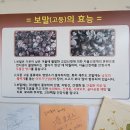 고찌올레