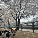 꽃길걷개 이미지