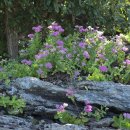 장구넘어 이미지