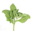 디플랜트 이미지