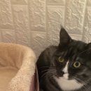 겨울나는나비동물병원 이미지