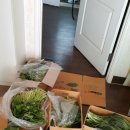 중부야채 이미지