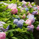 꽃지아라 이미지