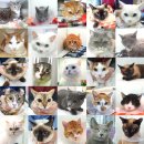 산소첼로 이미지