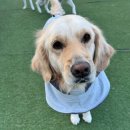 퍼피스카우트 | 대형견도 마음껏 뛰어놀 수 있는 곳, 퍼피스카우트 호텔·유치원 후기