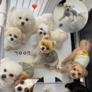 머뭄 애견유치원 이미지