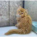 도그마루 이미지