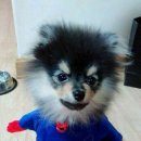 뽀시래기 이미지