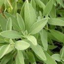 세이지 SAGE