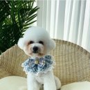 조아하멍