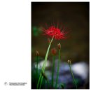 선운사꽃무릇 이미지