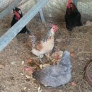 성골 농원 이미지