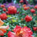 선돌 식육식당 이미지