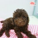 소망애견 이미지