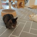 고양이별 캣 카페 이미지