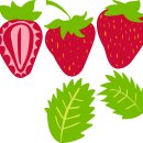 strawberry seamless pattern and graphic element 이미지