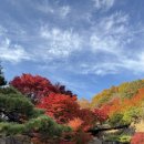 경충대로 11 | 화담숲 11월 초 단풍구경, 청국장과보리밥 내돈내산 후기