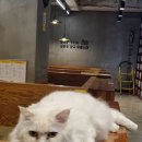 놀숲고대