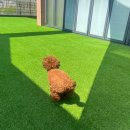 와이즈독 아카데미 이미지