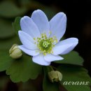 아네모네 이미지