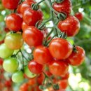 조이토마토 이미지