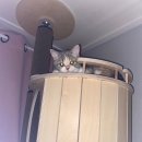 우리고양이 이미지