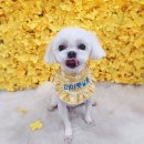 미미펫살롱 이미지