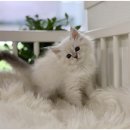 고양이카페 이미지