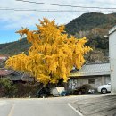 불타는 뽑기방 | 경남 밀양 숙소 소담한옥 : 조용한 한옥 펜션 가을을 만끽하는 힐링여행