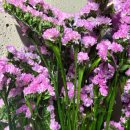 프리저브드 플라워 레터링리스 | [DIY 꽃꽂이 재료] 프리저브드 플라워 스타티스 솔직 후기