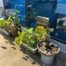 곡성하송 이미지