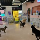 젤리베어 홀리데이 이미지