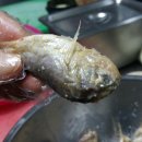 독천낭주골 네이버블로그
