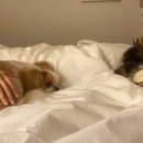 오롯한집 이미지