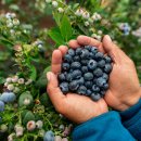 블루베리 이미지