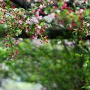 사과꽃 피는 저녁 이미지