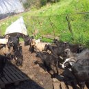 홍길동 농장 이미지