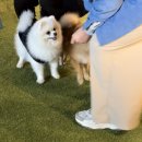 스테이 멍(STAY MUNG) | 천안 멍스테이, 애견훈련사가 운영하는 애견카페