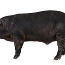 토종축산 이미지