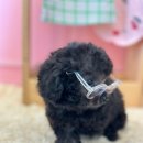 샤방하개 이미지