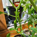 봄농약사 이미지