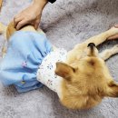 다온펫푸드 이미지