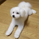 댕댕방앗간 이미지