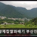 황제찹쌀꽈배기부산