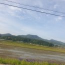 드뎌 모심기끝~~~ 이미지