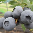 산막골 농장 이미지