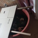 냥이 많은 식탁 이미지